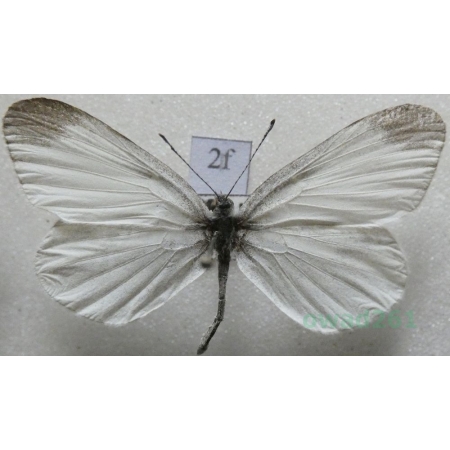 Leptidea sinapis (Linnaeus, 1758) Wietek gorczycznik Czech2f